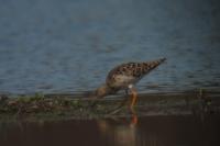 Calidris pugnax