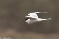 Thalasseus sandvicensis sandvicensis