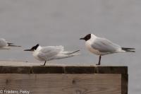 Thalasseus sandvicensis sandvicensis