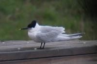 Thalasseus sandvicensis