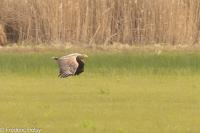 Haliaeetus albicilla