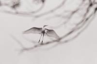 Ardea alba