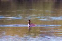 Podiceps cristatus