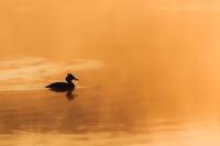 Podiceps cristatus
