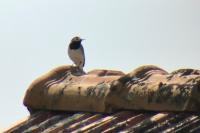 Motacilla alba