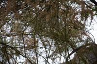 Carduelis carduelis