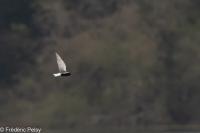 Chlidonias leucopterus