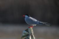 Sterna hirundo