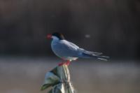 Sterna hirundo