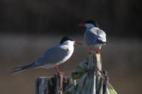 Sterna hirundo