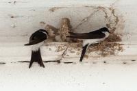 Delichon urbicum