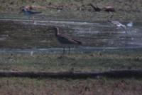 Numenius phaeopus