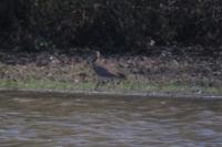 Numenius phaeopus