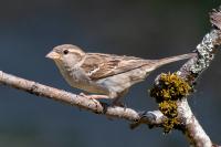 Passer domesticus