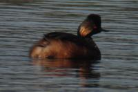 Podiceps nigricollis