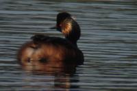 Podiceps nigricollis