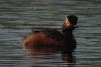 Podiceps nigricollis