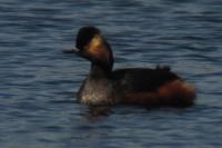Podiceps nigricollis