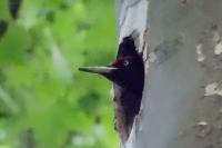 Dryocopus martius