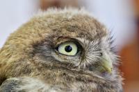 Athene noctua