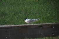 Thalasseus sandvicensis