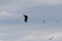 Haliaeetus albicilla