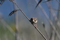 Cisticola juncidis
