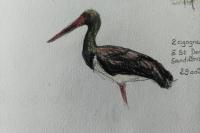 Ciconia nigra