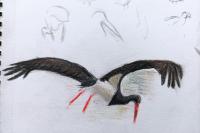 Ciconia nigra