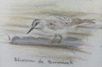 Calidris temminckii