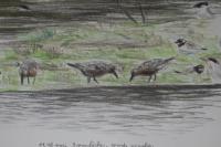 Calidris canutus