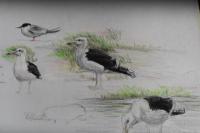 Larus marinus
