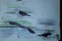 Larus marinus