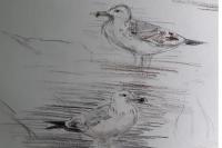 Larus cachinnans