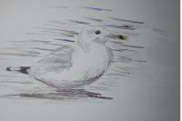 Larus cachinnans