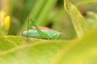 Conocephalus dorsalis