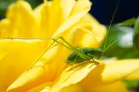 Phaneroptera