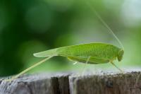 Phaneroptera