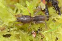 Gryllotalpa gryllotalpa