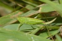 Conocephalus dorsalis