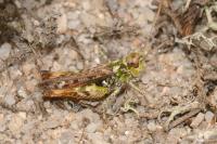 Myrmeleotettix maculatus