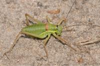 Ephippiger diurnus