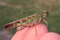 Aiolopus thalassinus