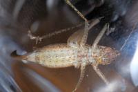 Yersinella raymondii