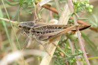 Platycleis affinis