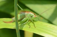 Conocephalus dorsalis