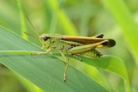 Stethophyma grossum