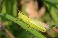 Mecostethus parapleurus