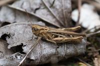 Gomphocerippus biguttulus