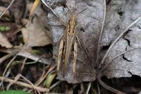 Gomphocerippus biguttulus